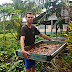 Cacao Farming in Samoa