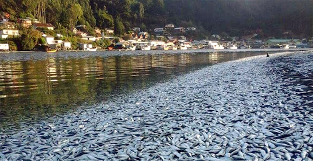 Almost 50,000 tonnes of dead salmon and sardines along with millions of dead clams off the coast of  Sardine_fish_kill_750