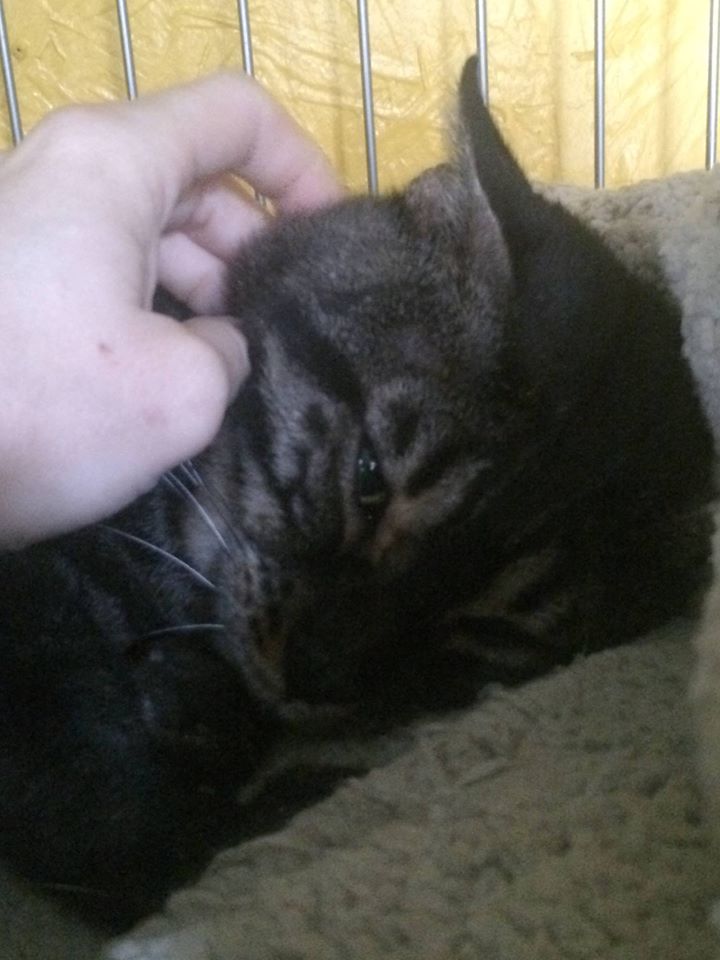 BACKYARD BREEDERS AND BAD RESCUERS TRUE DNA LIST! 2016