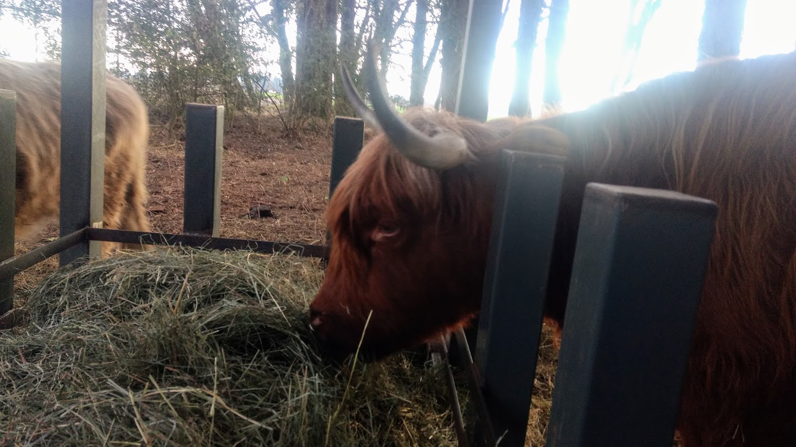 Asman Highland Cattle Covered portable hay feeder for horned cattle