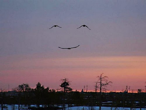 Una pardals volant que semblen una cara somrient.
