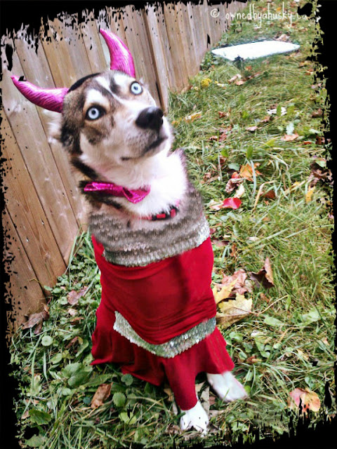 Huskies In Costume!