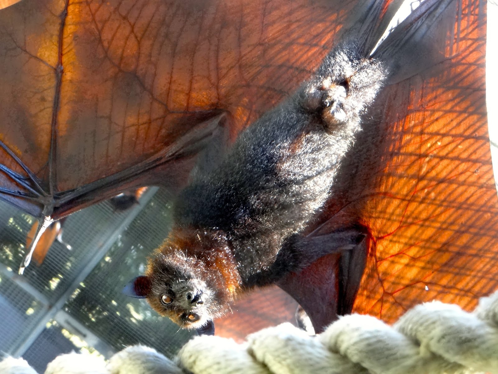 Pitbulls & Paints Lubee Bat Conservancy, Gainesville, FL