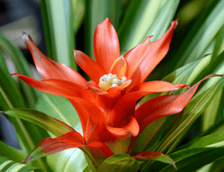Tanaman hias Bromelia Tanaman hias Bromelia