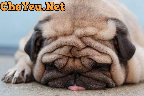 chó pug mặt xệ chó pug mặt xệ