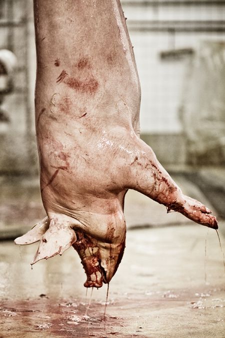 fabien nissels fotografia vacas porcos bois abatedouro matadouro carne comida