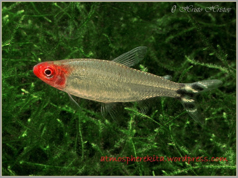 Jenis Jenis Ikan Hias Air Tawar Aquascape Paling Lengkap Soaboa - Jenis Jenis Ikan Hias Air Tawar Aquascape Paling Lengkap