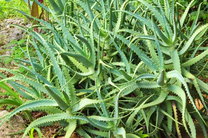 Aloe Vera,plant,herb