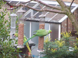 do birds fly at 30000 feet 11