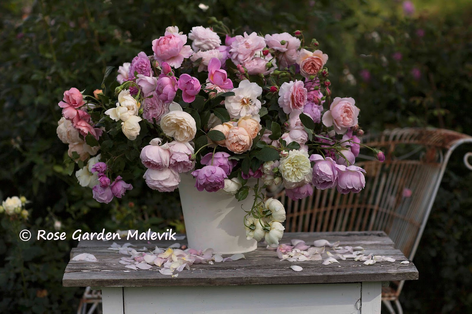 Rose garden malevik: en lite vild bukett ~ a "wild" bouquet