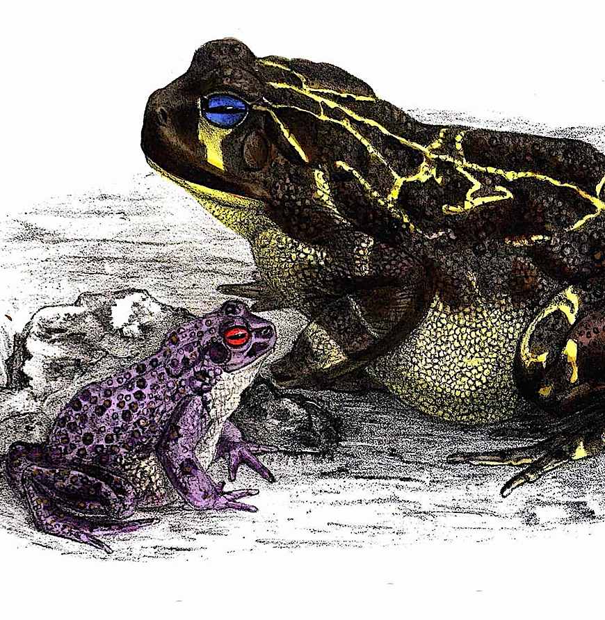 1883 zoological book an odd colored frogs color illustration from an 1883 zoological book