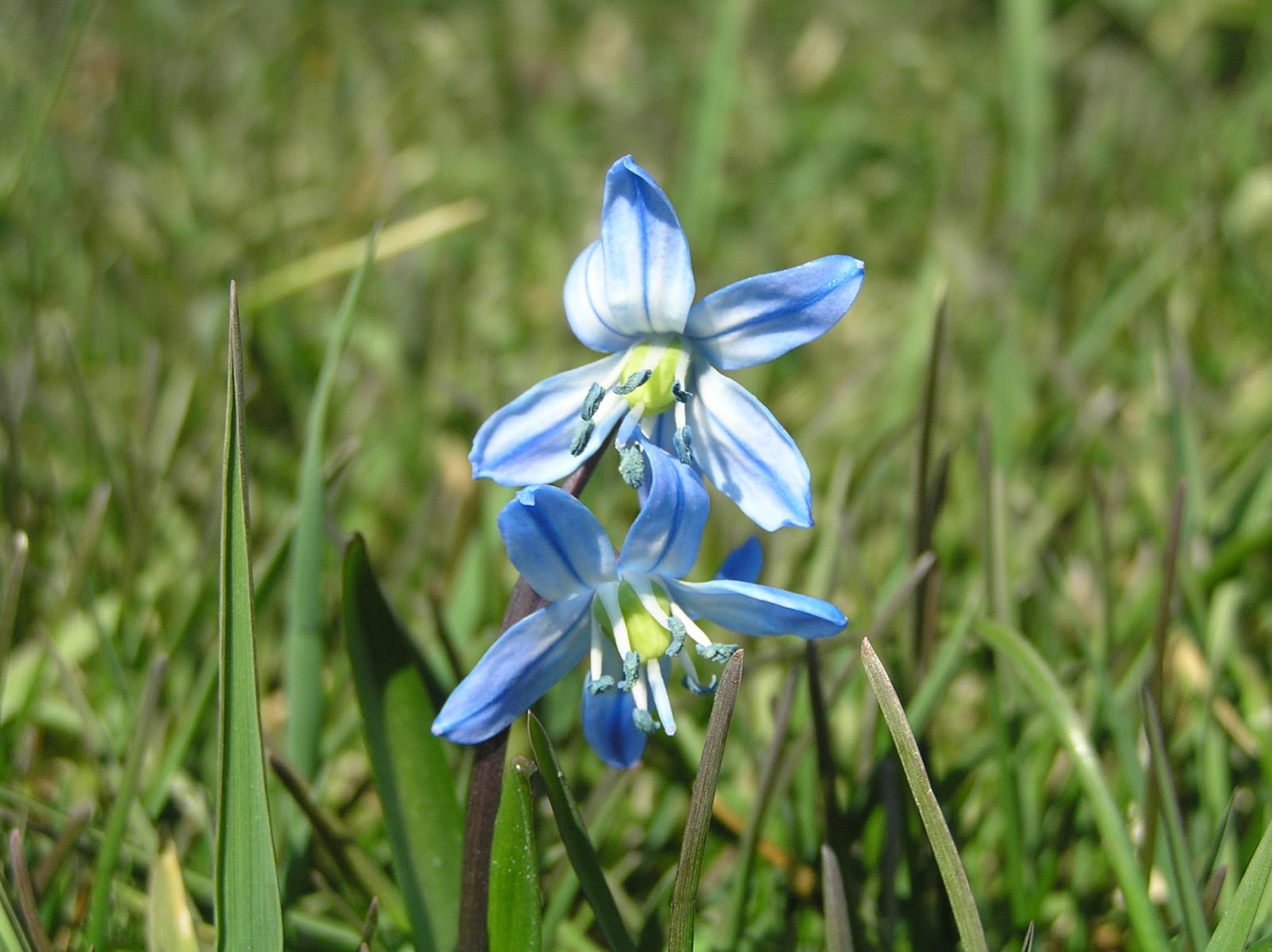 New York State of Mind FIRST SPRING FLOWERS BLOOMING