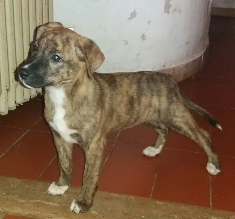 CUOREDICANE CUCCIOLI MOLOSSOIDI, MIX DOGO ARGENTINO BOXER, CERCANO CASA URGENTEMENTE PROV. ROMA