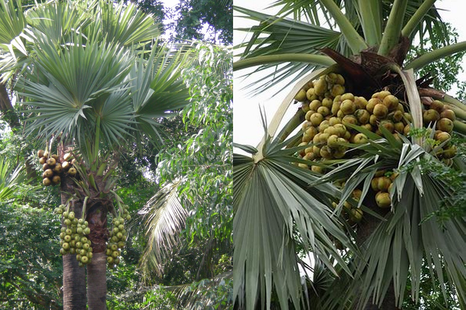 palm tree meaning in nepali