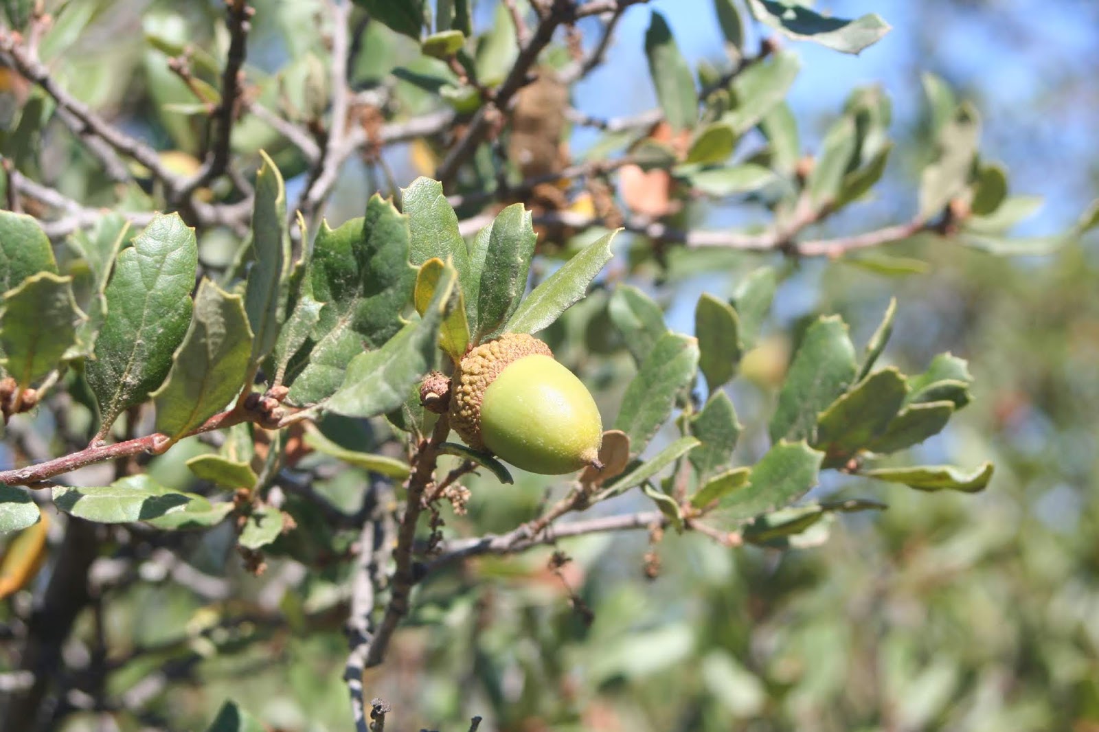 Camissonia's CA Native Plant Life List Torrey's Scrub Oak (Quercus x acuditens)