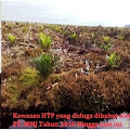  PT. MMJ Diduga Babat Kawasan HTP di Pulau Rupat Ratusan Hektare, Akibat Ulah Surat Prinsip Dari Mantan Bupati Bengkalis Syamsurizal