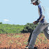 Após chuvas, agricultores iniciam plantio no Curimataú e Seridó