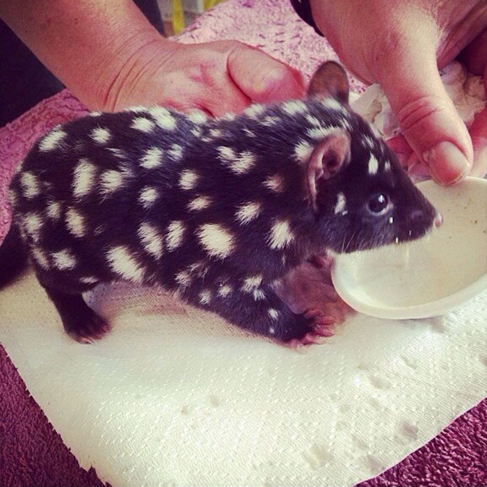#10 Orphaned Baby Eastern Quoll Being Cared For At Bruny Island - 10 Rare Animal Babies You’ve Probably Never Seen Before #10 Orphaned Baby Eastern Quoll Being Cared For At Bruny Island - 10 Rare Animal Babies You’ve Probably Never Seen Before