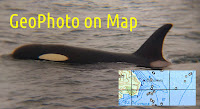 Косатка, Killer whale (Orca), геотеги геофотот фото с геотегами GPS-координаты в EXIF метаданных