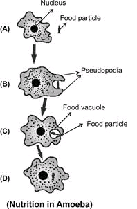 short notes on amoeba , amoeba charcteristics , define amoeba ,NCERT