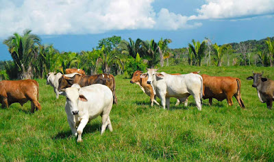 la ganaderia y el proceso de paz en colombia la ganaderia y el proceso de paz en colombia