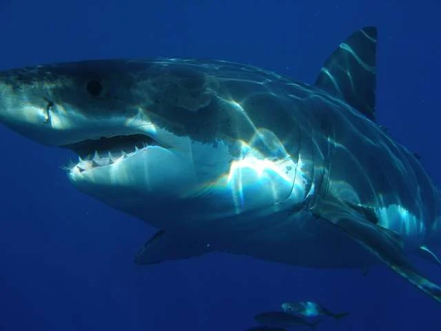 Great-white-shark-القرش-الأبيض-الكبير