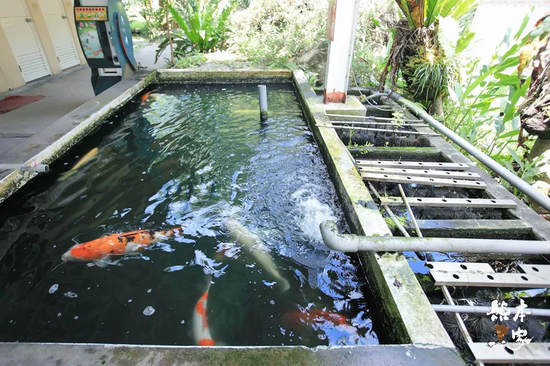 餵魚喝ㄋㄟㄋㄟ、碾米、拔蔥做蔥油餅|宜蘭親子農場DIY活動、童話村生態農場親子活動