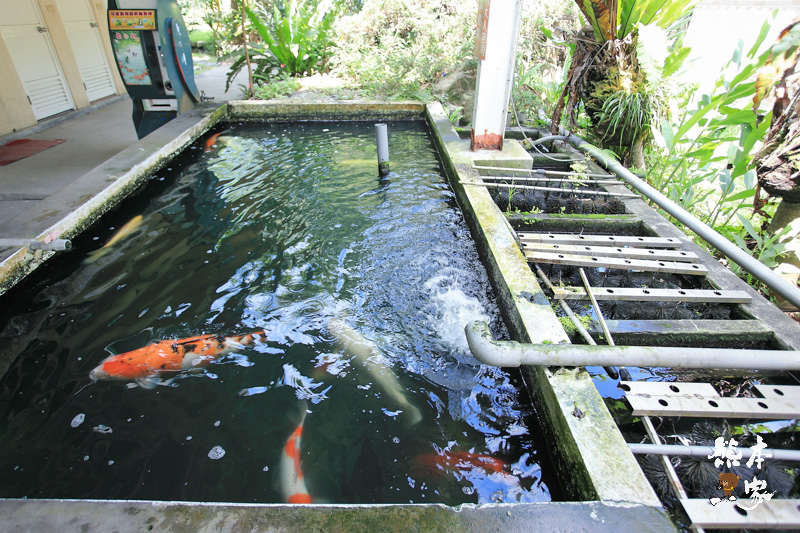 餵魚喝ㄋㄟㄋㄟ、碾米、拔蔥做蔥油餅|宜蘭親子農場DIY活動、童話村生態農場親子活動