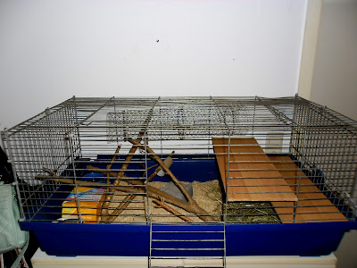 myheartbeatsforbeauty: Kleines Rattenparadies :)