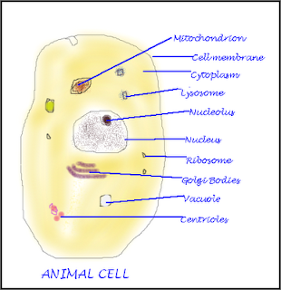 eduvictors.com - Animal Cell