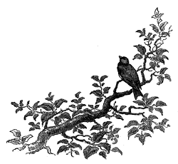 corner bird botanical digital clip wwwimgkidcom kid transparent stamp pngkit