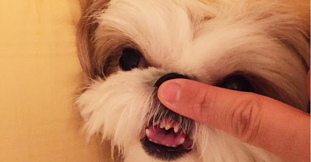 Porque os shih tzu tem os dentes tortos?