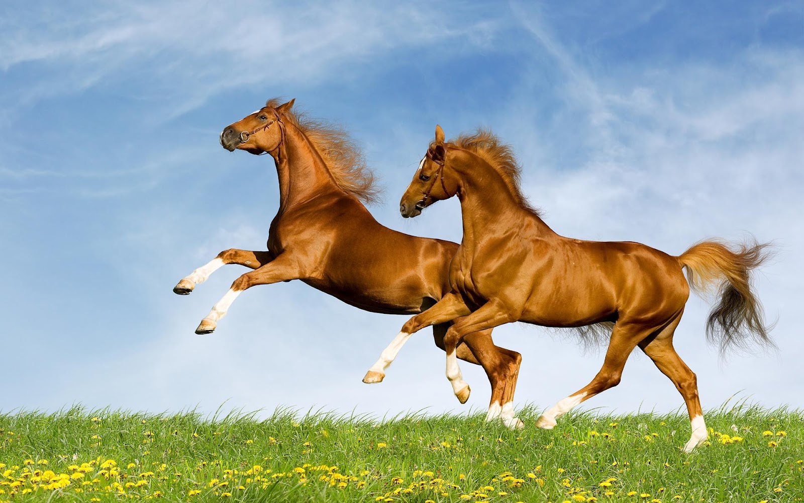 HD paarden achtergronden en foto’s