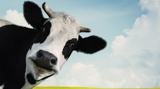 sapi perah penghasil susu sapi perah penghasil susu