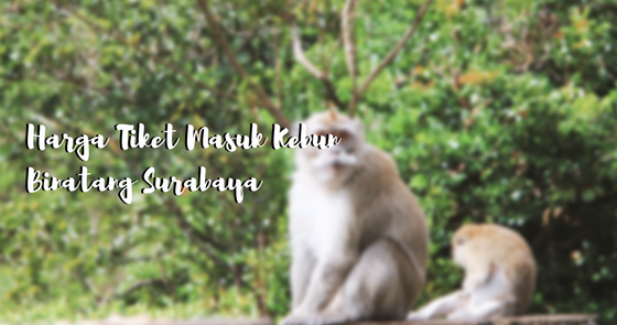 Harga Tiket Masuk Kebun Binatang Surabaya A Blog By Mutia Nurul Rahmah