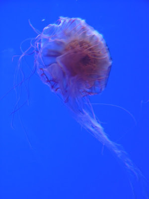 Méduses, aquarium de la Rochelle, malooka