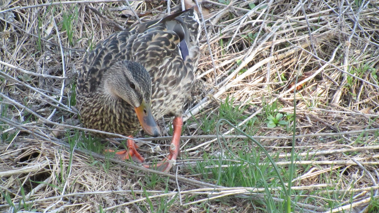 Just Jess My Visit to the Allentown Trout Hatchery