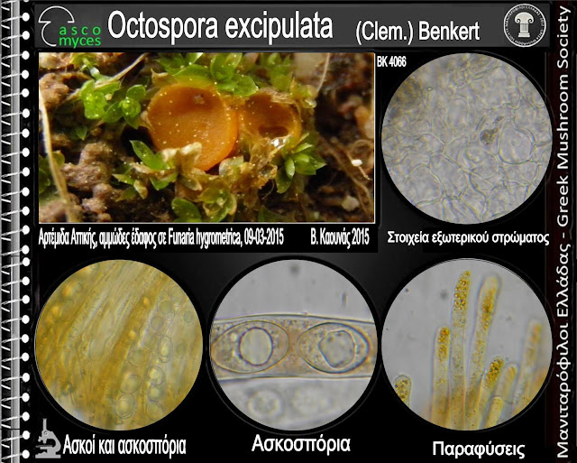 Octospora excipulata (Clem.) Benkert