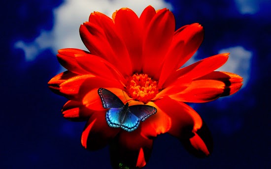 Hình ảnh các loài hoa đẹp nhất thế giới