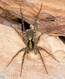 Wolf Spider, Pardosa species.  Joyden's Wood, 12 May 2012.