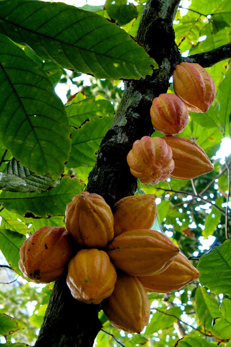 Albero di cacao (Theobroma cacao) Foresta