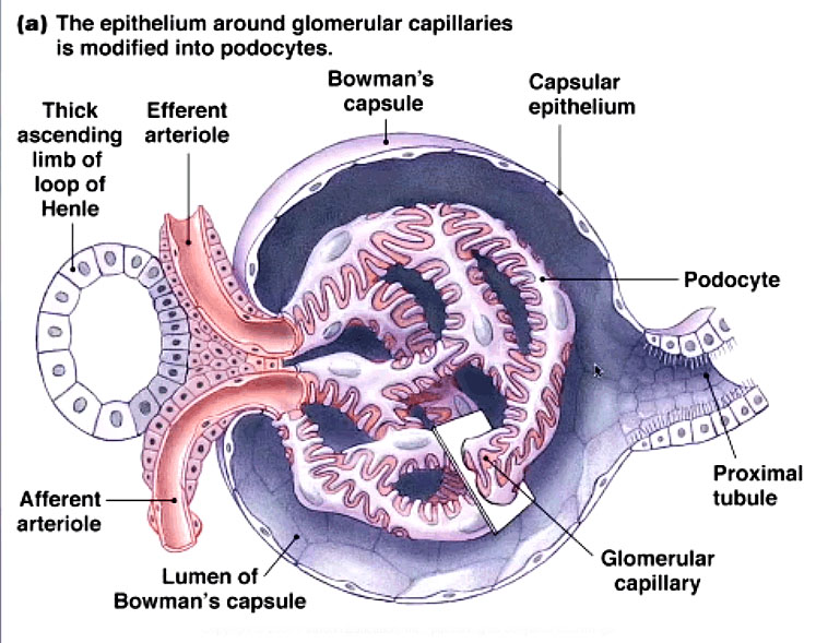 Flax Awareness Society Nephron Building Block of Kidney