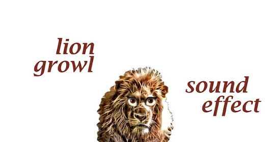 When A Lion Growl - Sound Effect - Animation