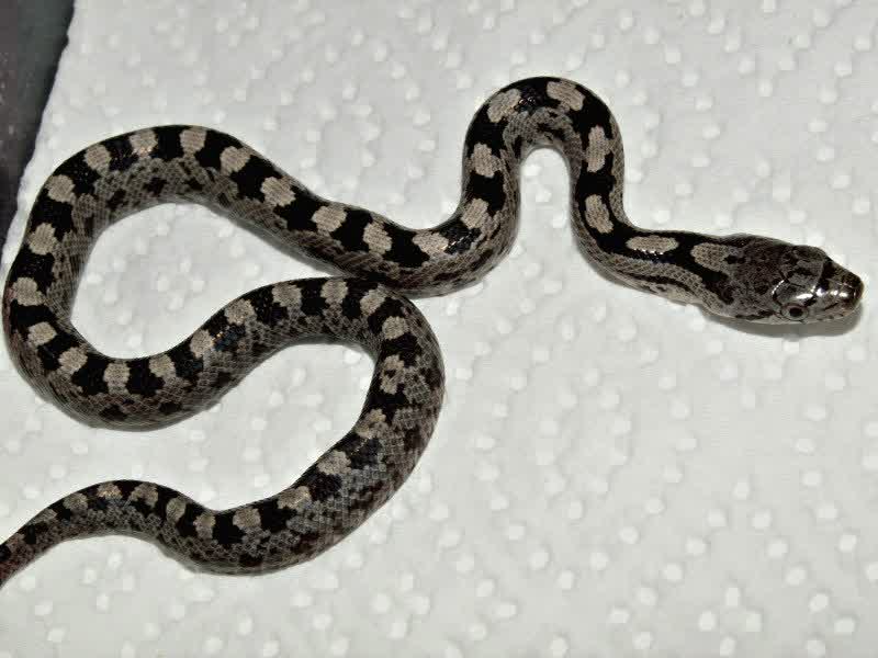 Retic Baby Bali Less Granit Het Albino | Hewan Indonesia dan Jual Beli