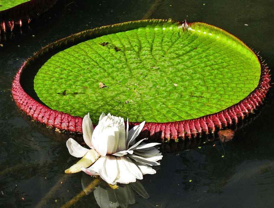 golden proof Amazing giant waterlily