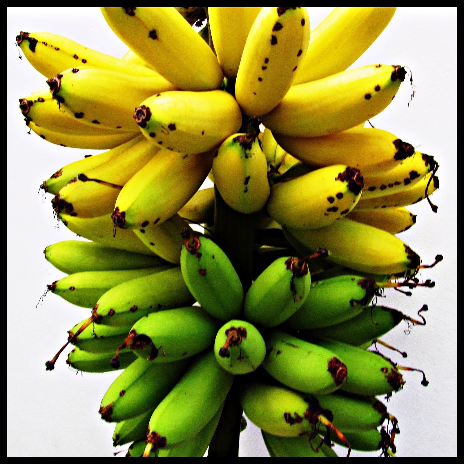 Feeding Your Rat: Bananas   Yes Or No? - fzoaw1k