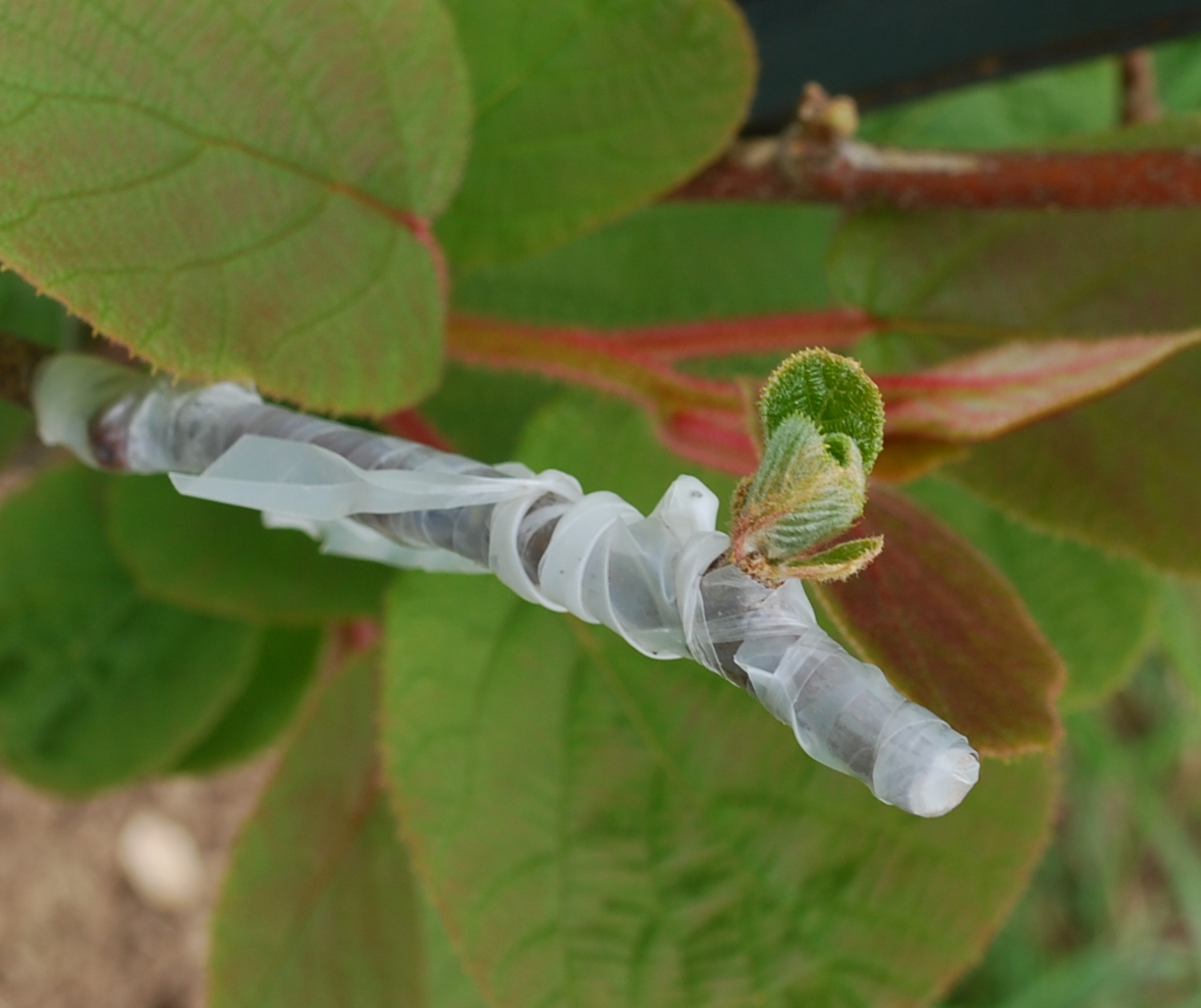 Daniel's Pacific NW Garden Grafting Progress Report. Kiwi. 4.28.16