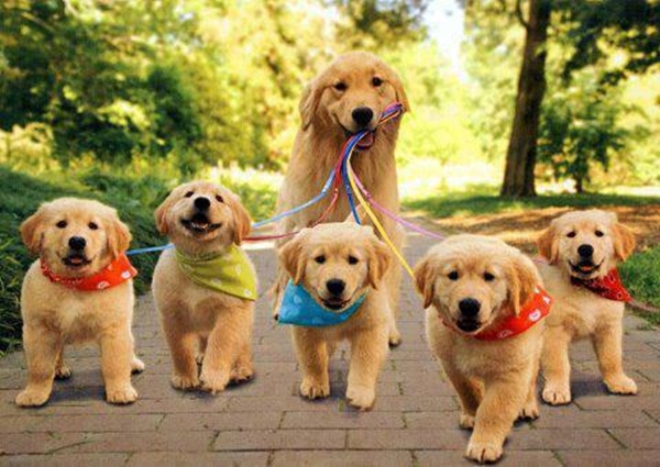 Yorkshire cães