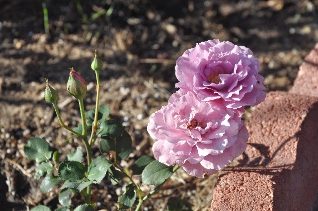 roses coloradoviews.filminspector.com