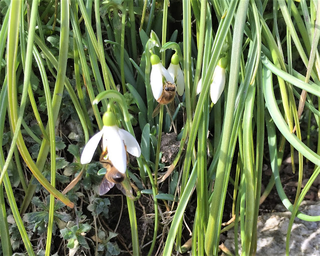 Frühlingsboten Schneeglöckchen mit Bienen